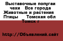 Выставочные попугаи чехи - Все города Животные и растения » Птицы   . Томская обл.,Томск г.